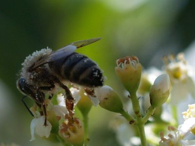 Pollen Bee