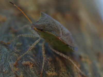 Ugly Little Guy