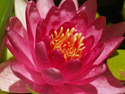 Water Lilly