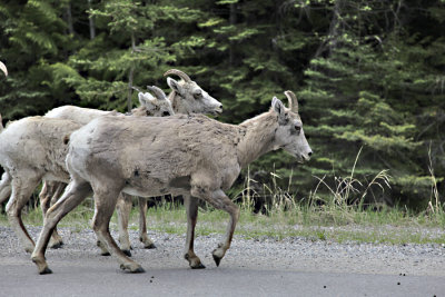 Mountain Goats Kootenay National Park Canada