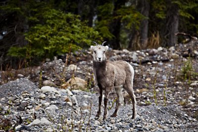 Testa River BC to Watson Lake YK