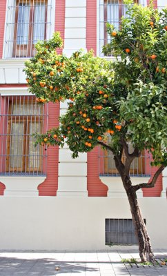 Oranges & Shutters