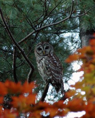 adult-owl-1.jpg