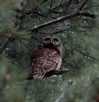 adult-owl-4.jpg