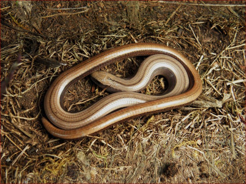 Slow Worm.