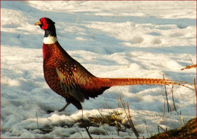 Cock pheasant.