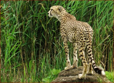 Cheetah, female. 