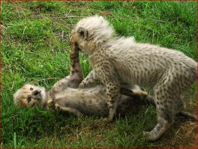 Cheetah cubs.