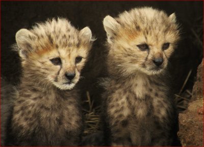 Cheetah cubs, Whipsnade 2012