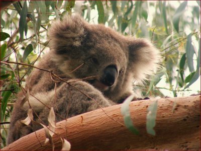 67. Koala, in the wild. 