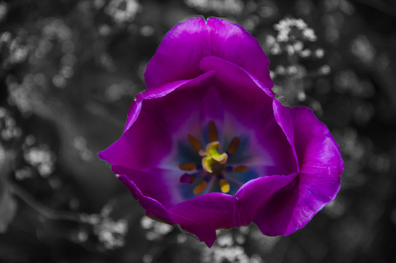 wooden_shoe_tulip_farm