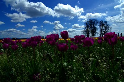 wooden_shoe_tulip_farm