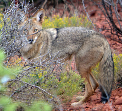 Sedona Creatures