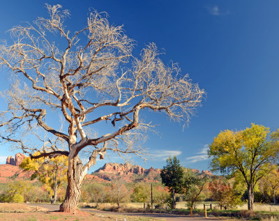 DSC_8720a.jpg