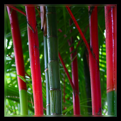 Sealing_Wax Pam