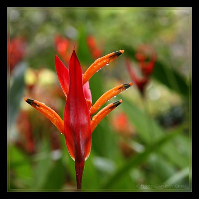 Angel's Trumpet