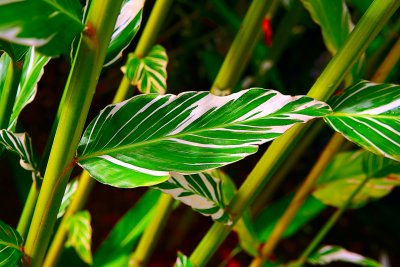 World Botanical Gardens & Umauma Falls Hawaii Gallery