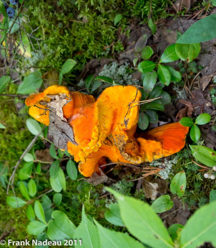 DSC08816.jpg
