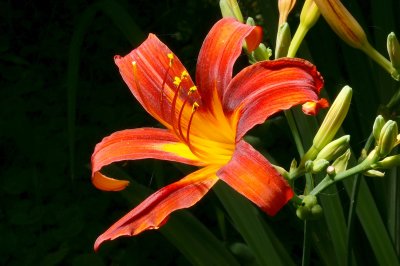 PICT3050_Fleur01.jpg