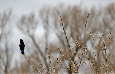 IMG_1183_red-winged blackbird.jpg