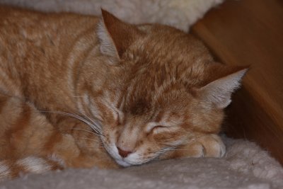 0-fabi-closeup.jpg