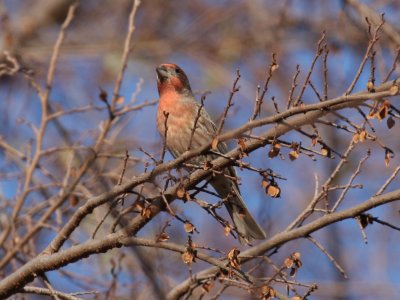 0-finch.jpg