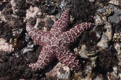 0-starfish.jpg