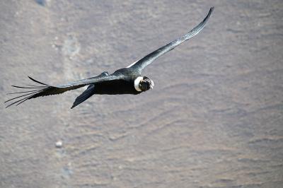 Condor approach