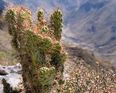 Cactus, Colca valley