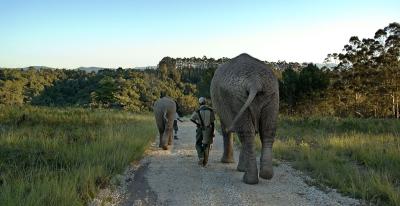 elephant sanctuary