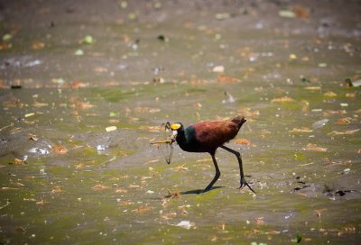 20110320_Costa Rica_0074.jpg