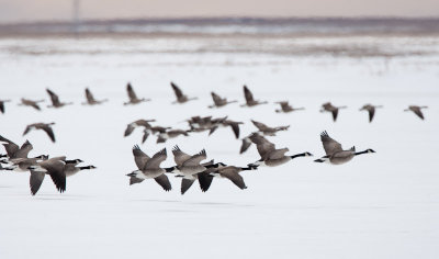 20110330_Frank Lake_0242.jpg