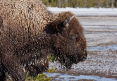 20110516_Yellowstone_0014.jpg