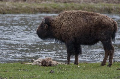 20110516_Yellowstone_0082.jpg