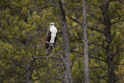 20110516_Yellowstone_0092.jpg