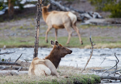 20110517_Yellowstone_0186.jpg