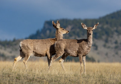 20110518_Yellowstone_0033.jpg