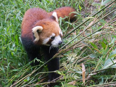 20110928_Chengdu_0010.jpg