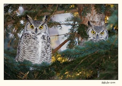 Great Horned Owls (_P9E6431 copy.jpg)
