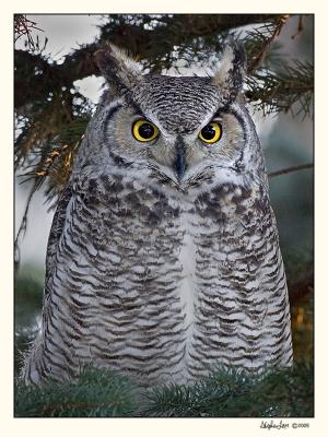 Great Horned Owl (_P9E6479 copy.jpg)
