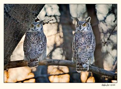Great Horned Owls (_P9E6488 copy.jpg)