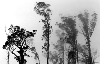 Kodaikanal