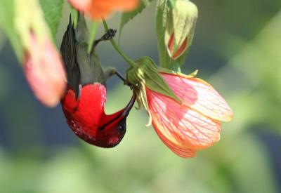 g4/79/630179/3/59873999.crimsonsunbird.jpg