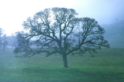 Harrys_tree.jpg