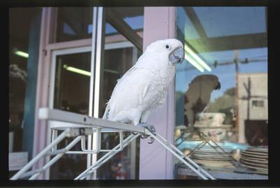 Valley_parrot.jpg