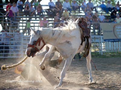Ranch Bronc Riding...or not!