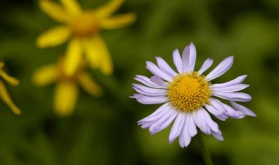 diverse daisy family rainer.jpg