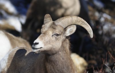 big horn sheep - male