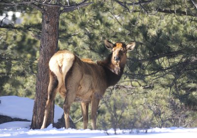 female elk - rmnp.jpg