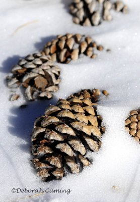 Pinecones in the Snow